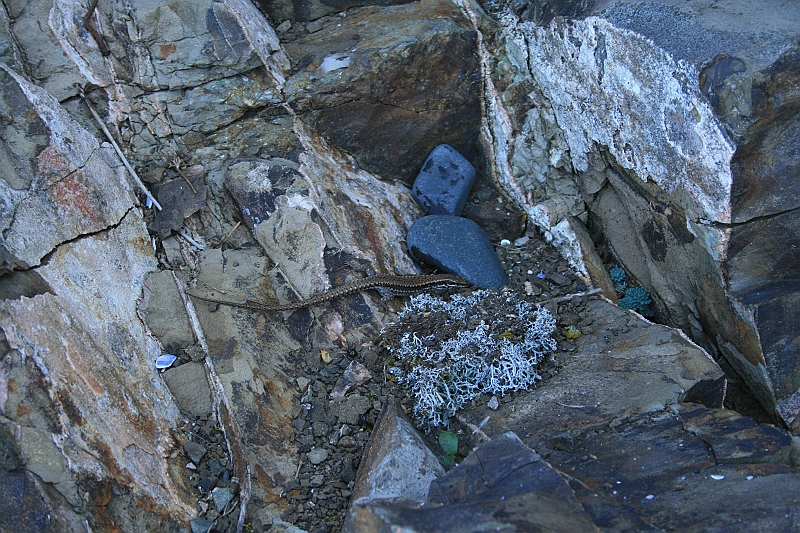 Original image
